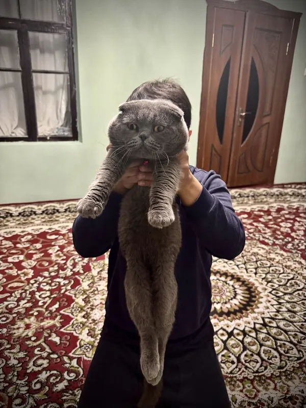 Только для вязки Не продаётся — фото 2