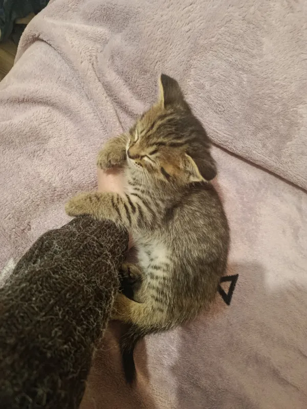 котёнок сверхбыстрый 6