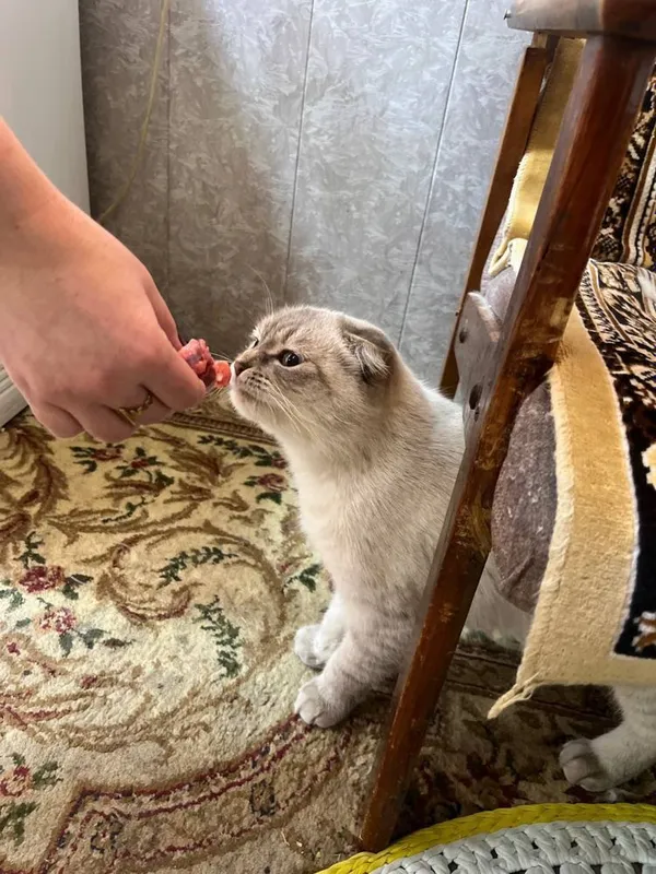 продам кошку вислоухая — фото 2