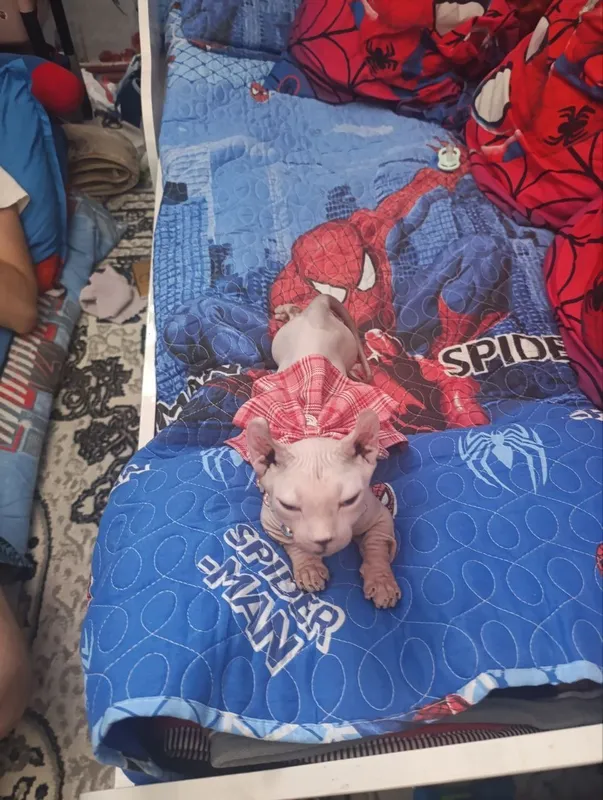 Elf mushugi sotiladi 2 Elf mushugi sotiladi 2