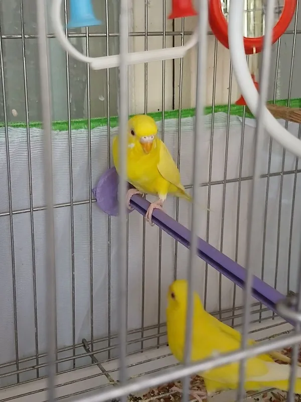 To'lqinli (budgerigar)larni sotaman 2 To'lqinli (budgerigar)larni sotaman 2