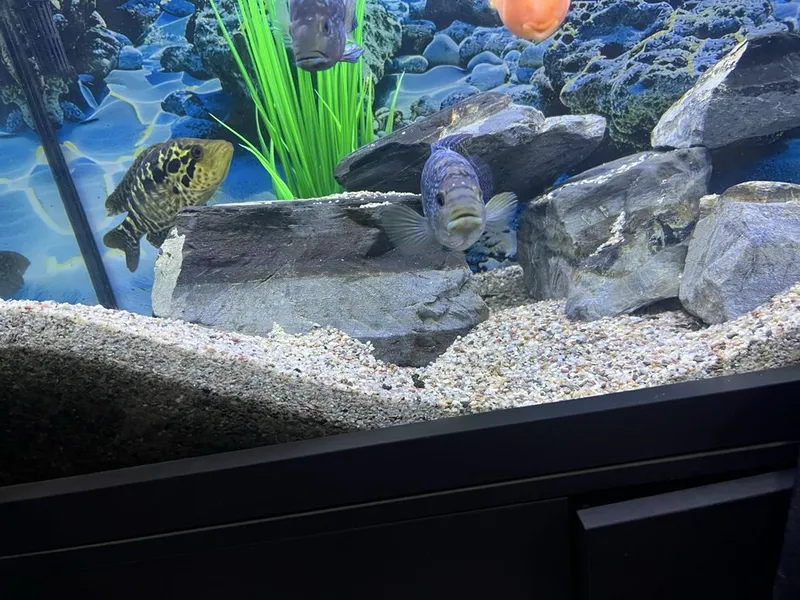 Akvarium va baliqlar hammasi sotiladi 3 Akvarium va baliqlar hammasi sotiladi 3