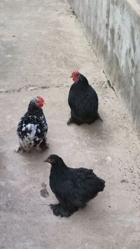 Yapon Choynak toza zot para sotiladi 5 Yapon Choynak toza zot para sotiladi 5