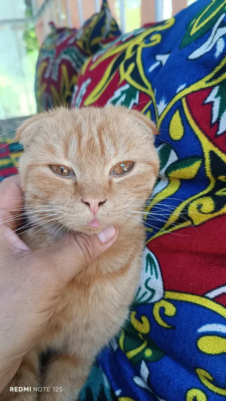 Скоттиш фольд