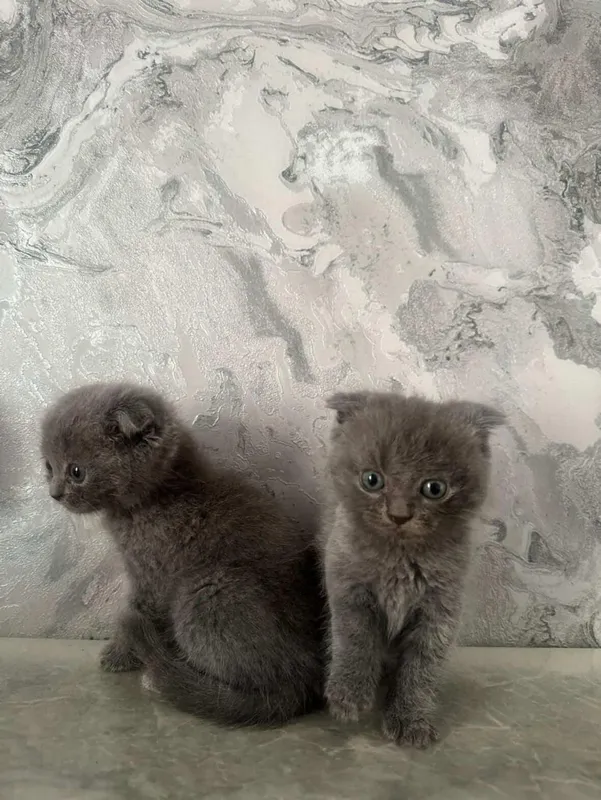 Мушукчала сотилади скотиш фолд тоза зотли — фото 2