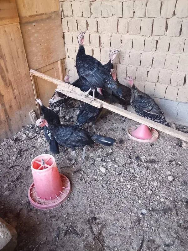 Индюк, хорошо выращенный 1