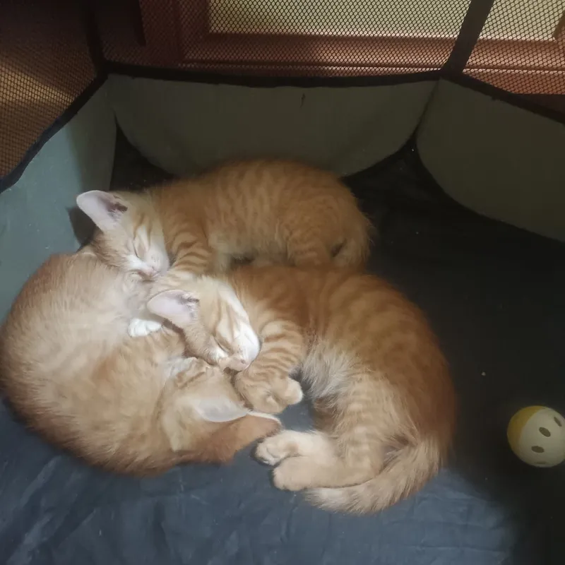 Котята в добрые руки Котята в добрые руки
