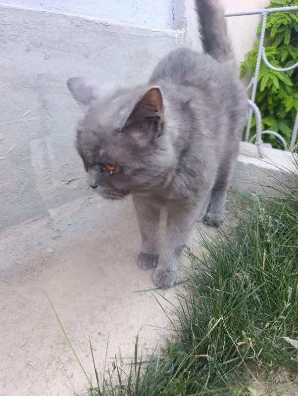 Отдам в хорошие руки кот ласковый 1