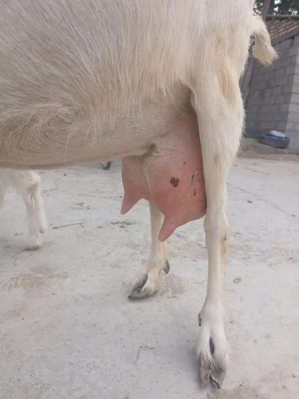Ona bola zanin zotli echki sotiladi bolasi urgʻochi suti 2litr