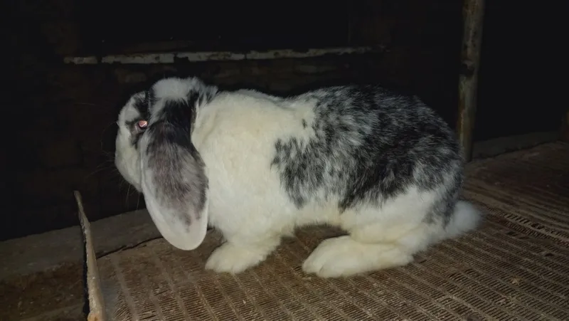 Fransuzki Baranlar sotiladi 2 Fransuzki Baranlar sotiladi 2