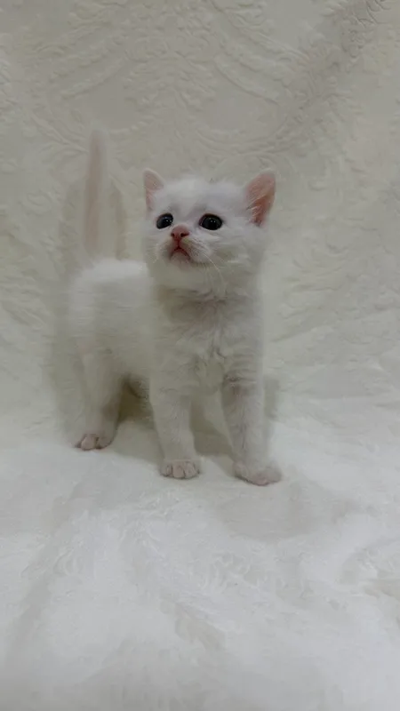 котята в хорошие руки 1 котята в хорошие руки 1