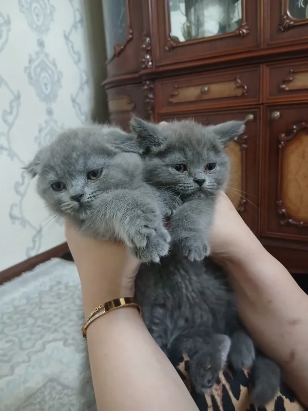 Продаются телята 1 Продаются телята 1