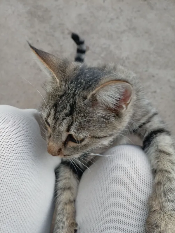 Продаётся кошка 3 Продаётся кошка 3