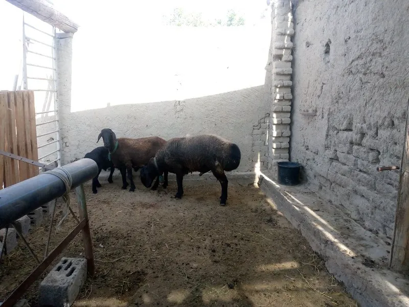 Куй кучкор сотилади — фото 2
