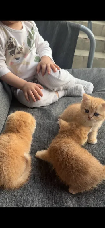 Котята — фото 5