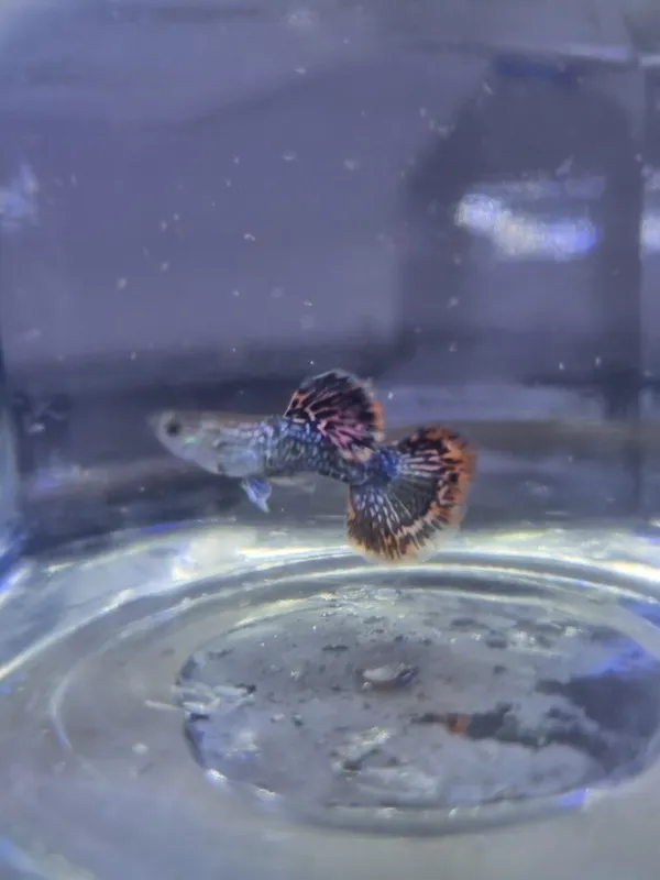 Red dragon snakeskin Halfmoon. Gupiy sotiladi 4 Red dragon snakeskin Halfmoon. Gupiy sotiladi 4