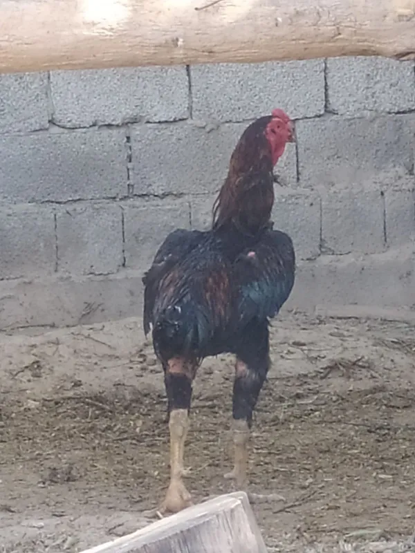 Dakan xoʻroz sotiladi 3