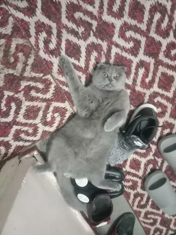 Шотландский скотиш фолд 6 Шотландский скотиш фолд 6