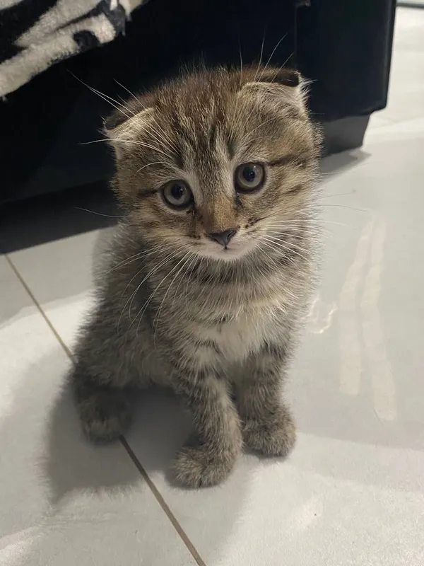 продаются котята — фото 1 продаются котята — фото 1