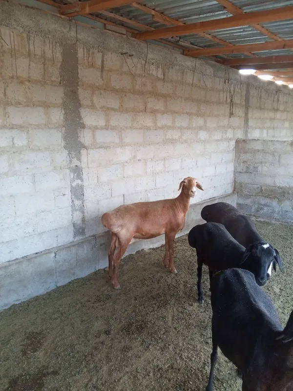 Qisir qoylar sotiladi 4 Qisir qoylar sotiladi 4