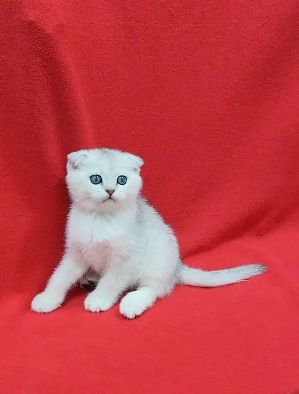 Скоттиш фолд серебристая шиншилла — фото 1