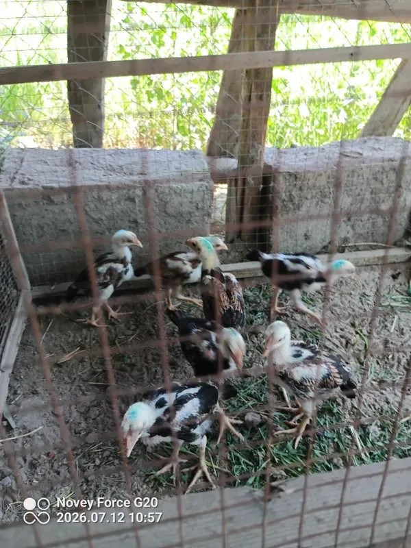 Kulangi jujachala sotladi 6
