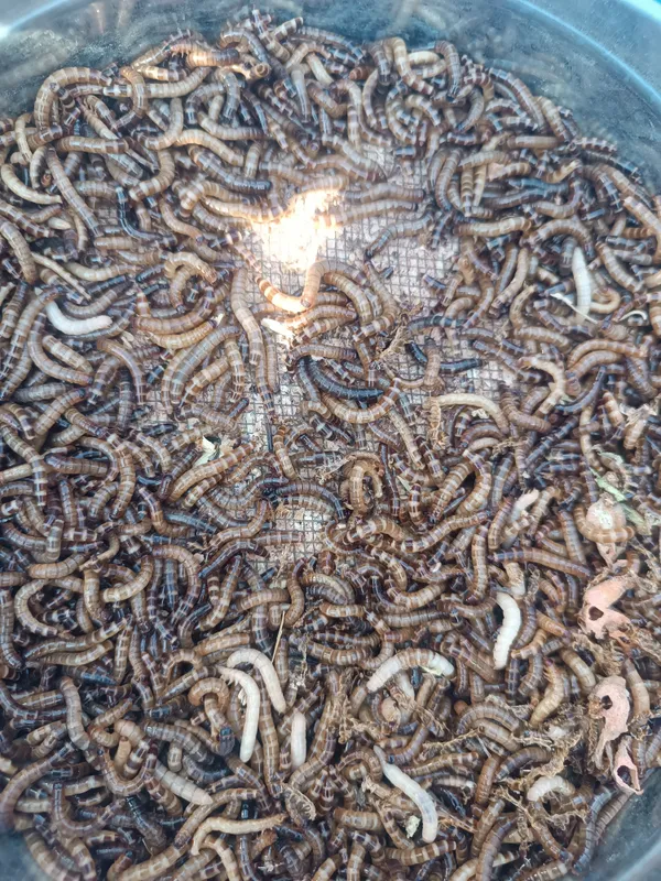 продаётся черви зоофобус