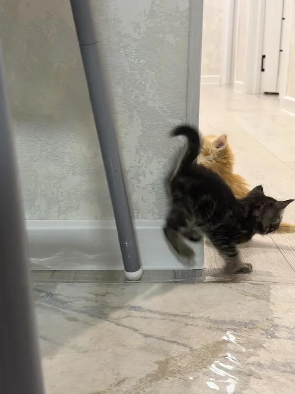 Милота 5 котят в хорошие руки 2 Милота 5 котят в хорошие руки 2