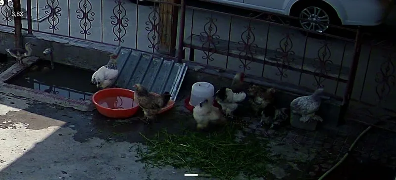 brama tovuqlar sotilad tuxumga krgan 7oylik 3 brama tovuqlar sotilad tuxumga krgan 7oylik 3