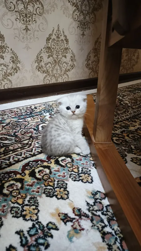 Котята фолды. Окрасы золото и серебро шиншиллы,белые и пепельный. — фото 4
