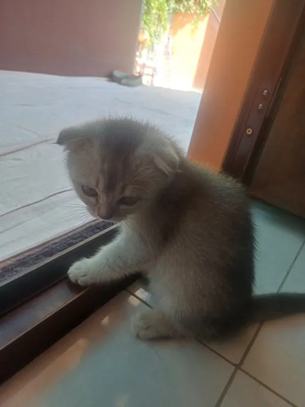 котята продаются вислоухие. 3 котята продаются вислоухие. 3