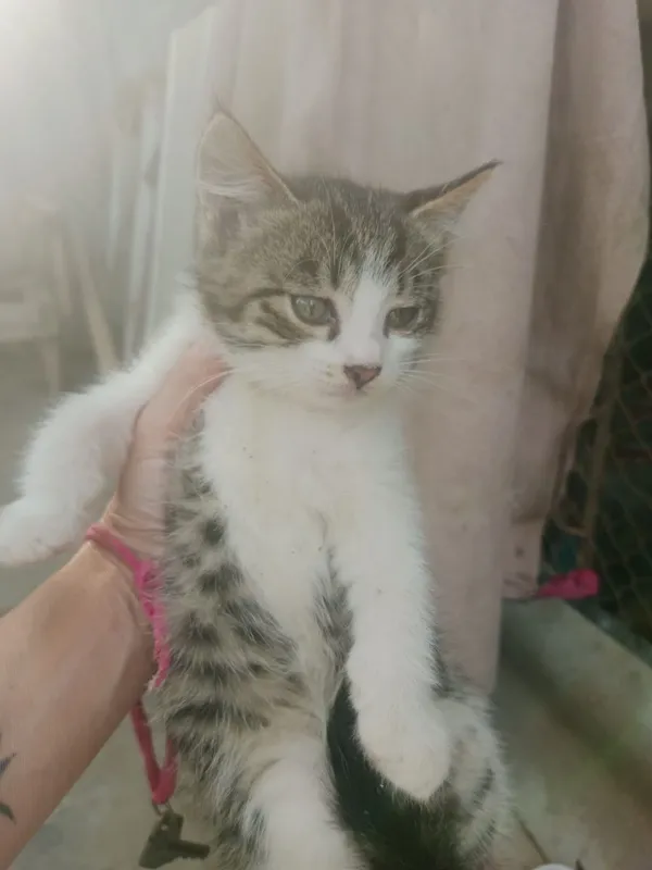 Котята 2мес.мпльчик серый,девочка черно-белая — фото 4