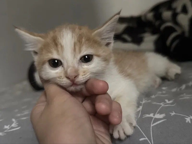 Котенок в добрые руки — фото 1