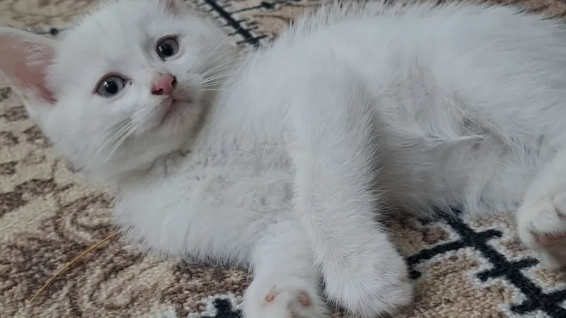 Милые белые кошки