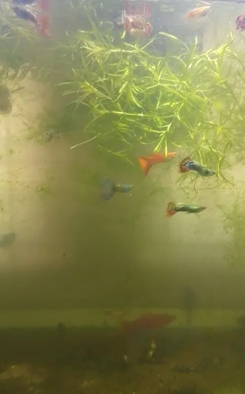 Akvarium baliqlar