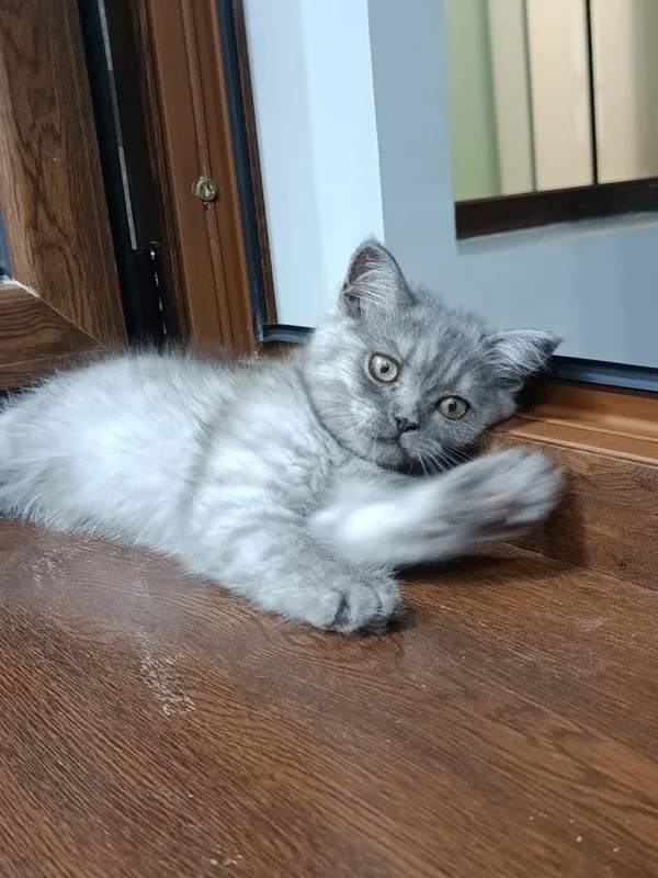 Кошка скотч фолд болалари — фото 3