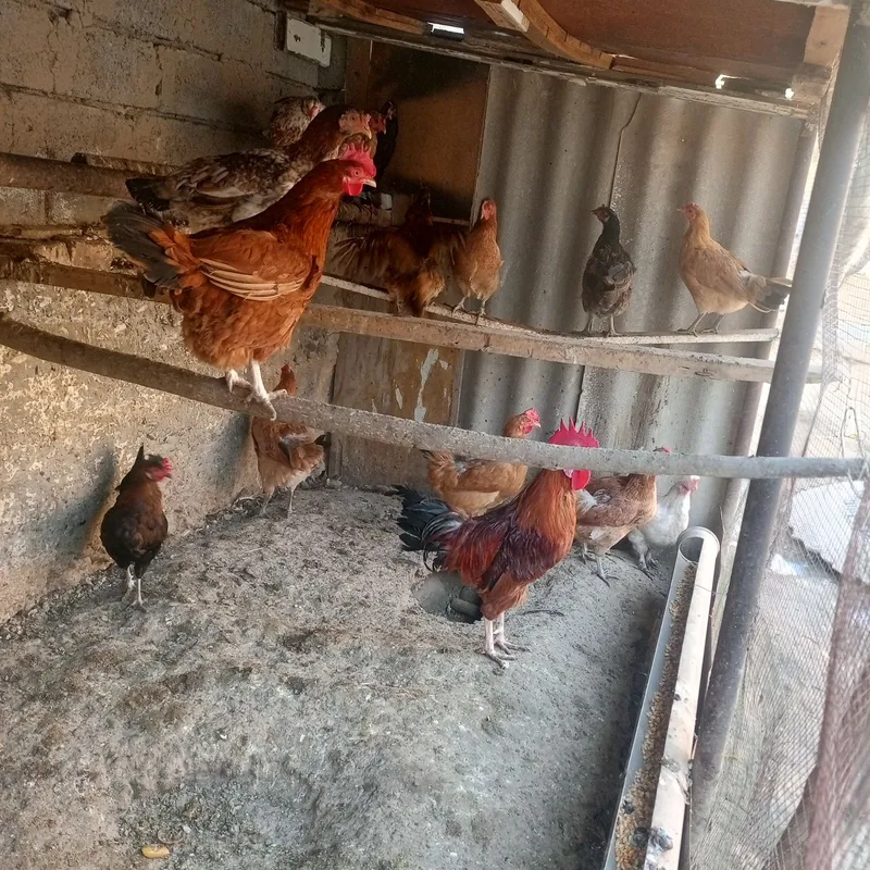 Продаются куры и петух 4 Продаются куры и петух 4