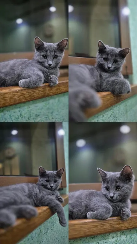 Продаются котята! 3 Продаются котята! 3