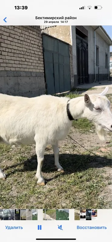 Zanin echki sutlik 3 litir sut olingan 2 ta — фото 1