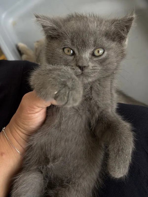 Parodali mushukchalar sotiladi/ Продается породистые котята — фото 2