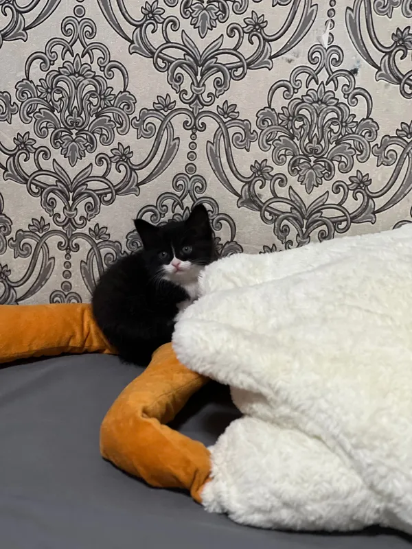 Котенок 1 месяц. — фото 1