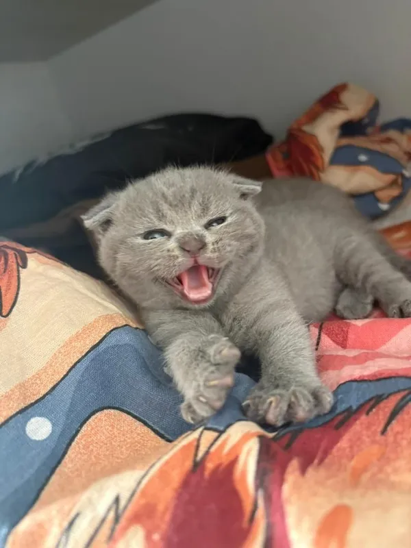 котята породистые хорошые — фото 2