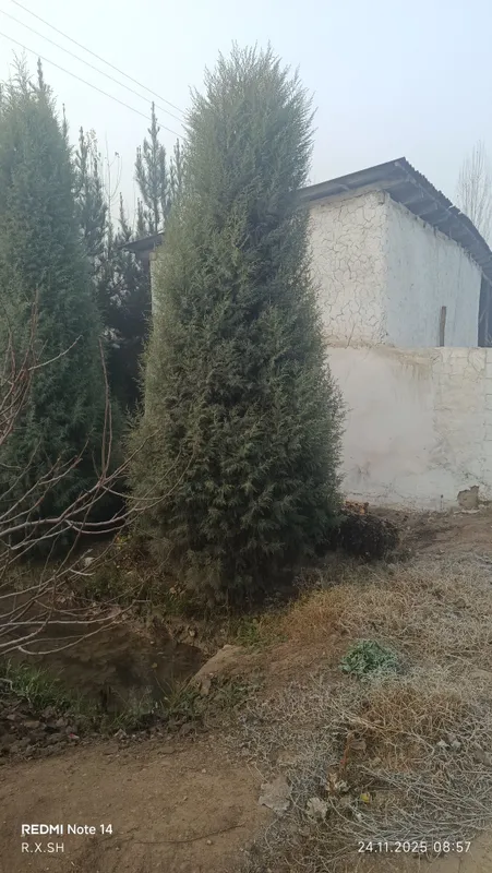 Arizoniniski keparis archa 7 yoshlik арезонский кепари арча 7 йошлик — фото 7