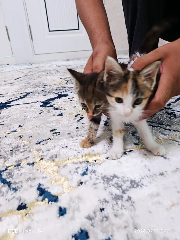 Котята 4 Котята 4