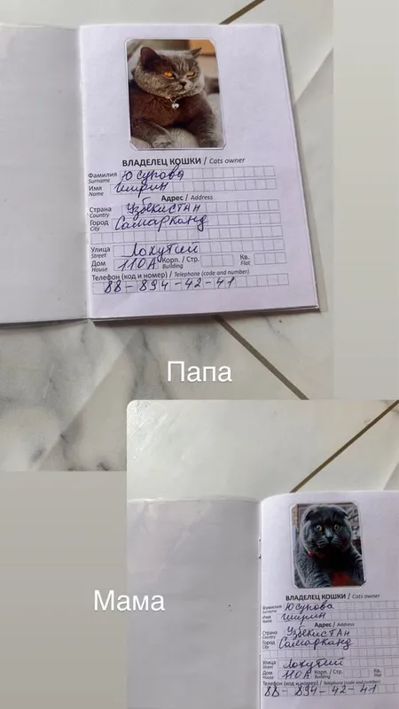Котенок Британец — фото 3