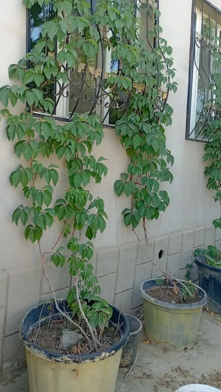 Дикий виноградый