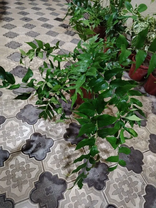 Комнатные цветы, растение, Гуллар, гул, Gul, Honaki gullar — фото 1