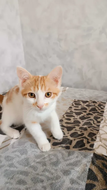 Маленькие котятки в добрые руки 4 Маленькие котятки в добрые руки 4