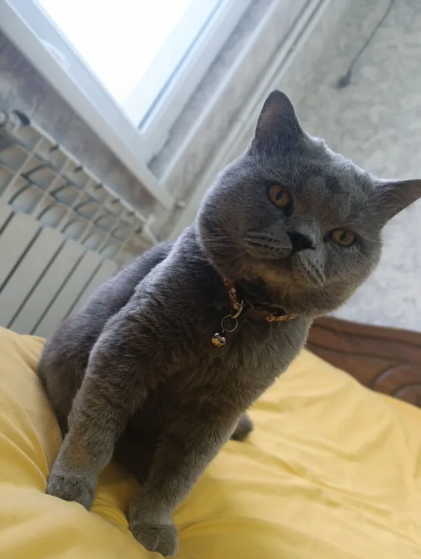 кот 3 года 2 кот 3 года 2