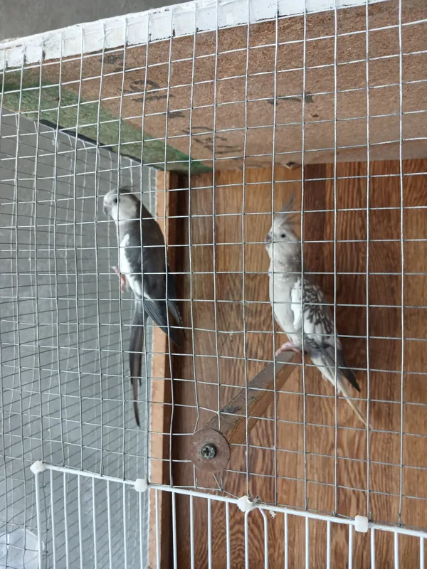 Karella Tõti qush 1
